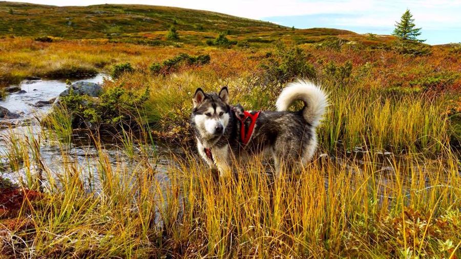 Traveling around Norway, Europe with a dog