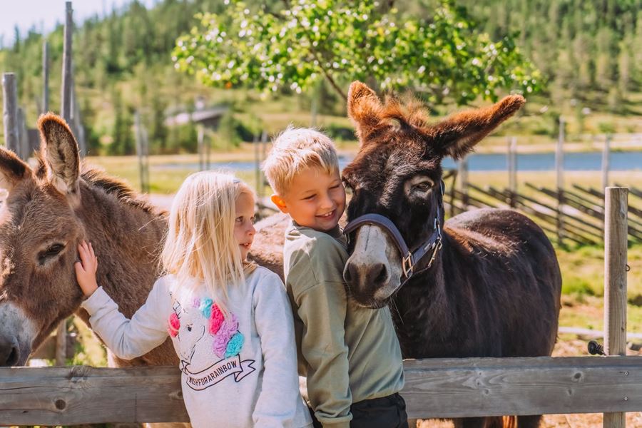 Sommer og seterliv på Norefjell!