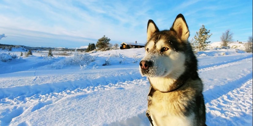 fond tolv Loaded På ferie i Norge med hund | Norgesbooking