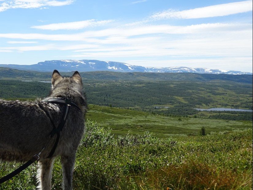 På ferie i Norge hund | Norgesbooking