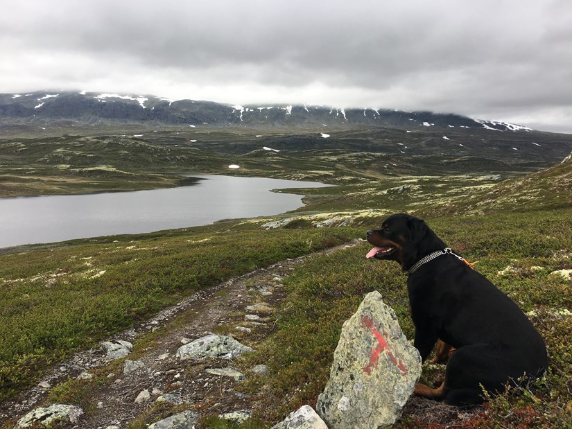 På ferie i Norge hund | Norgesbooking